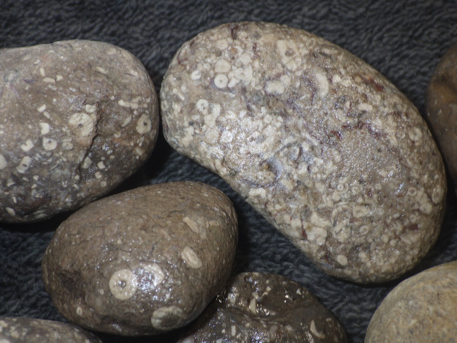 Crinoids Stones Fossils