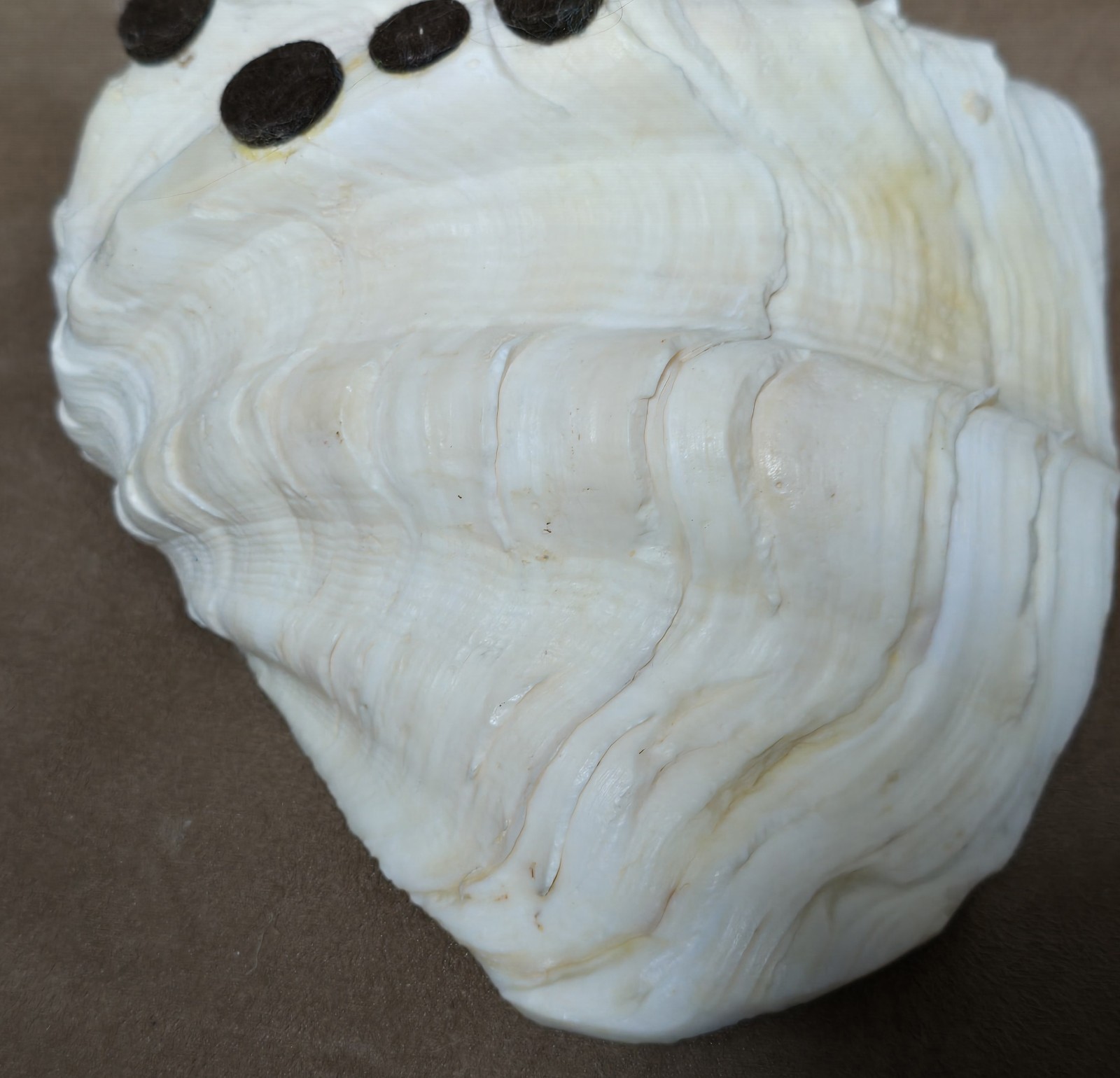 8½" Natural Giant Clam Shell Tridacna Gigas Seashell Nautical Decor Beach House