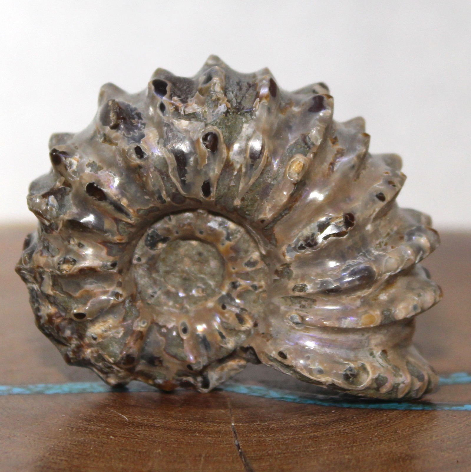 Fossil Douvilleiceras Tractor Ammonite Great Ridge Formation Ancient Ocean Life