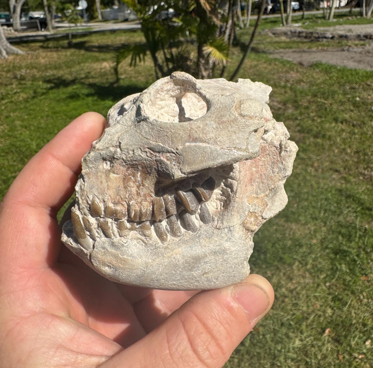 BEAUTIFUL PREP WHITE RIVER OREODONT LEPTAUCHENIA SKULL JAW TEETH BONE FOSSIL