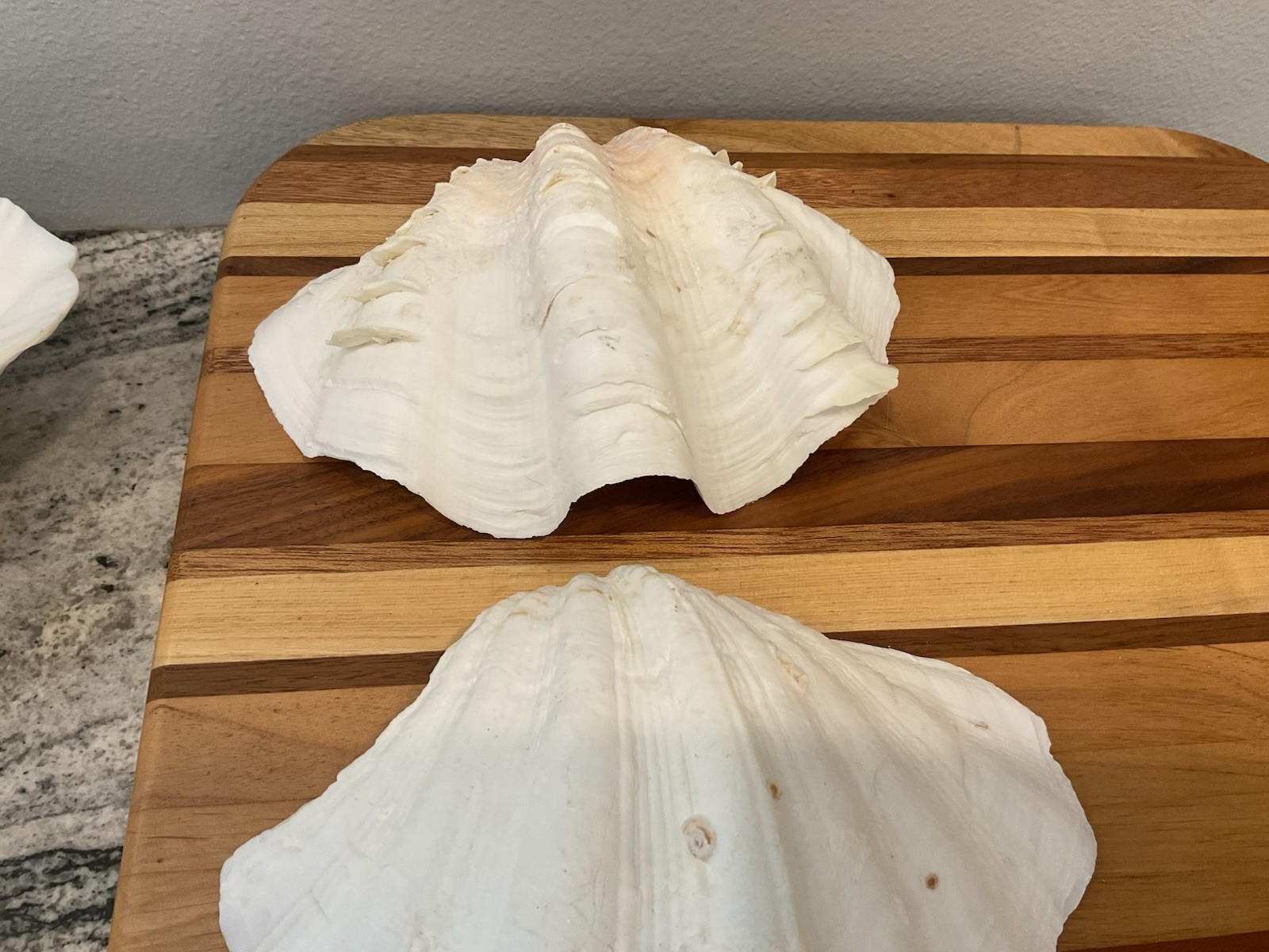 Large Natural Clam Shell Lot Of 3