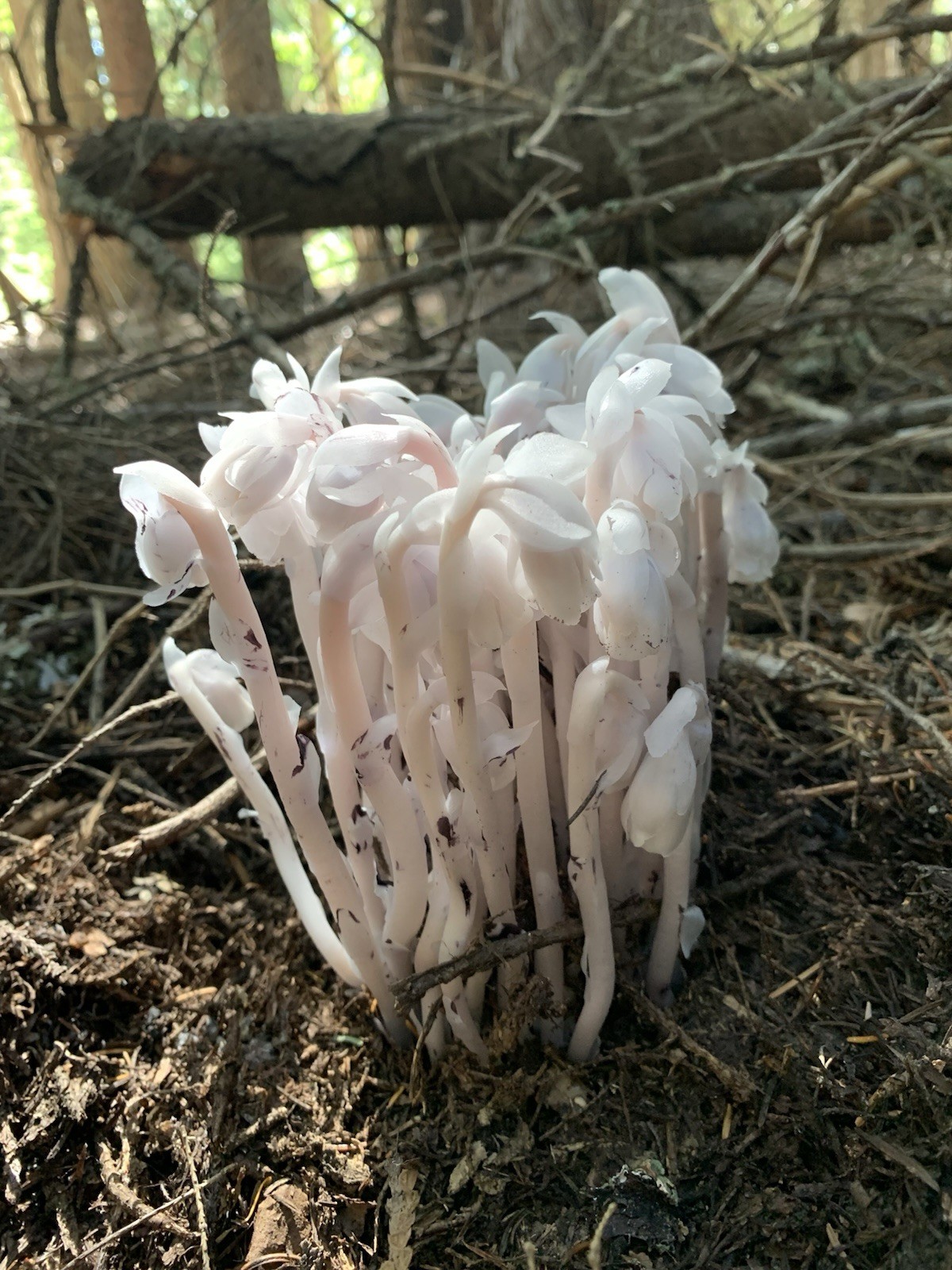 Dried Ghost Pipe Indian Pipe Whole Flowers Box of 12