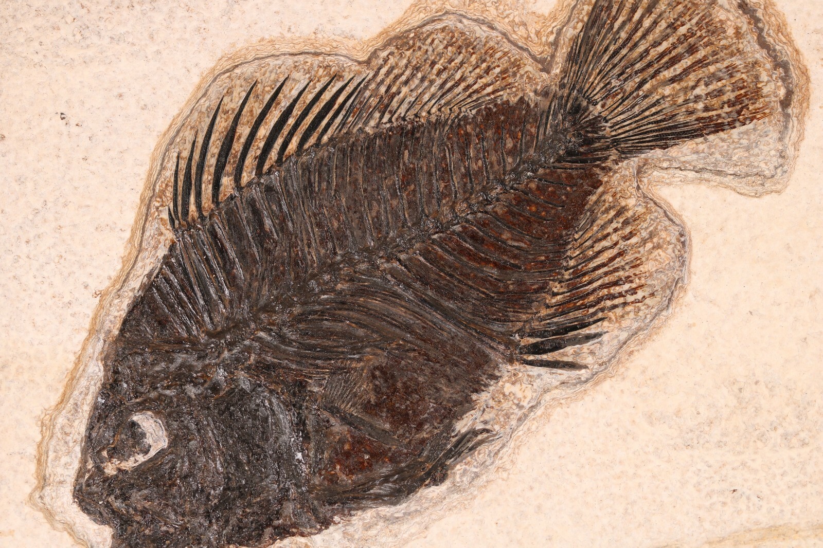 Fossil Fish Superb 5" Cockerellites Green River Formation Wyoming WY COA 10707