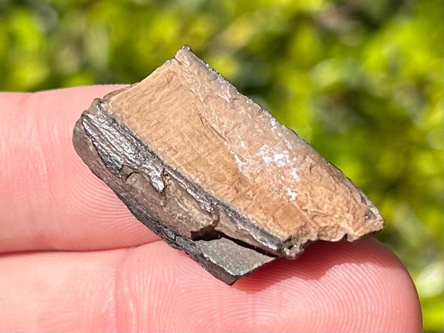 Fossil Giant Armadillo Tooth Holmesina Pleistocene Ice Age Mammal Florida