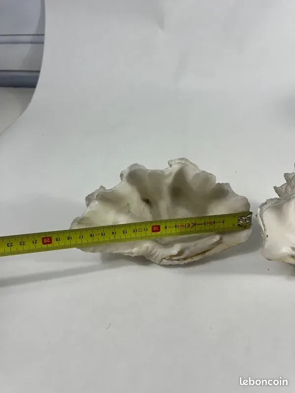 Authentic Vintage Giant Bivalve Blessel, Tridacna Gigas Shell 70s