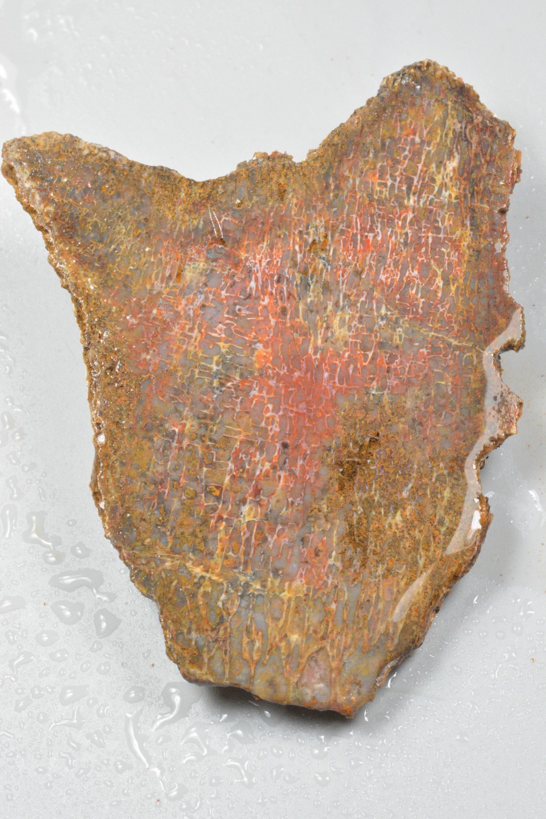 Orange Agatized Dinosaur Bone, New Mexico, 120 grams