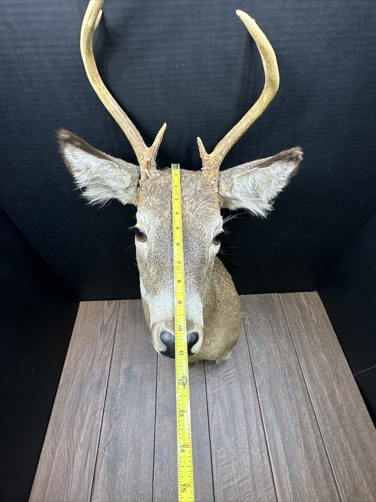 Nice 6 Point Whitetail Deer Buck Shoulder Mount Taxidermy