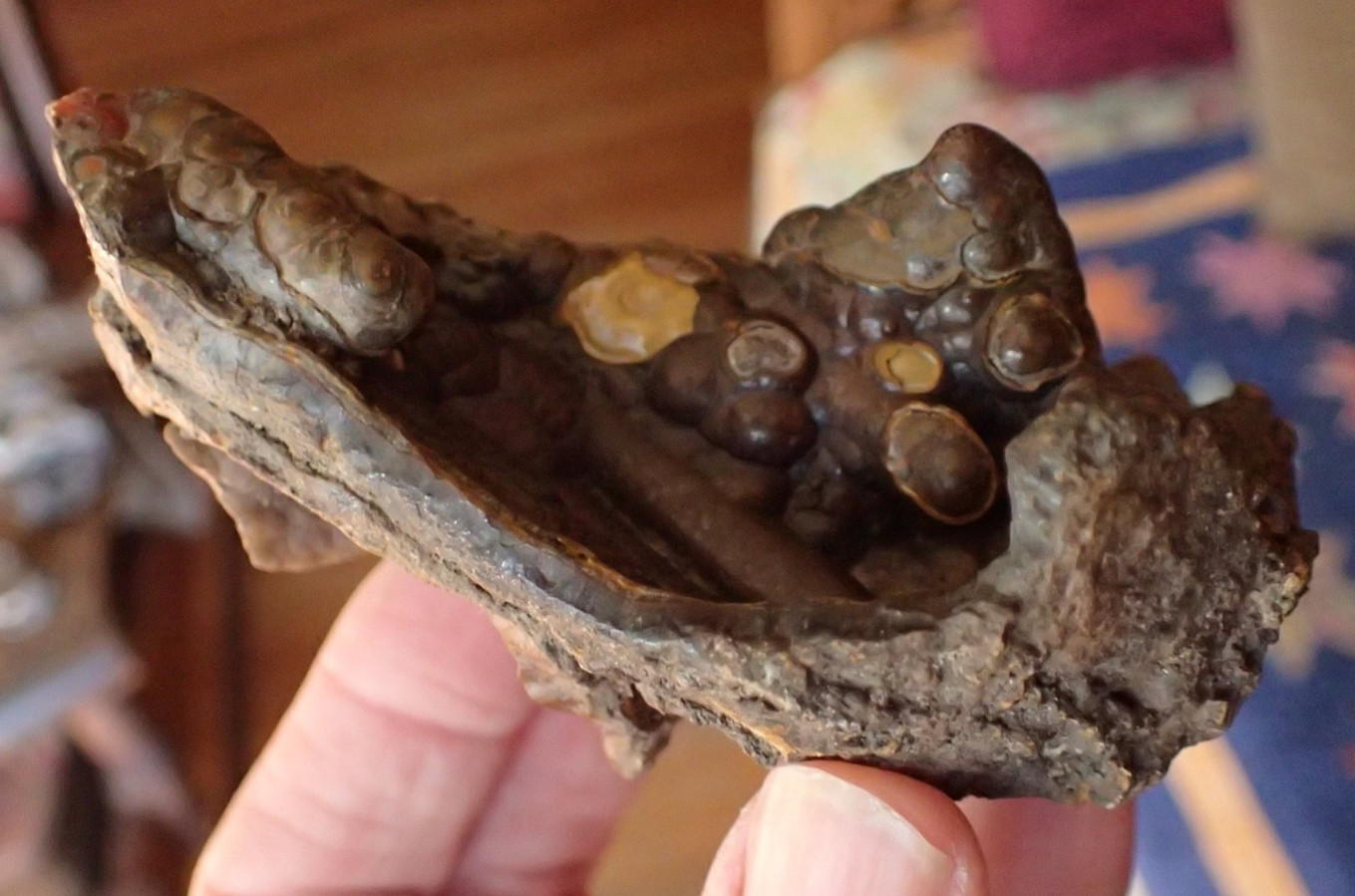 Botryoidal Fossil Coral Geode Fragment GA Agate Amber Cabbing Specimen WC58