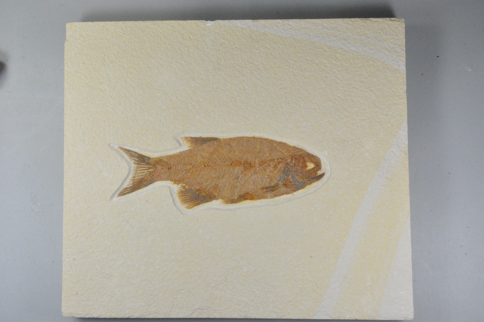 Eohiodon falcatus, Mooneye, Fossil Fish, Green River Formation, Wyoming