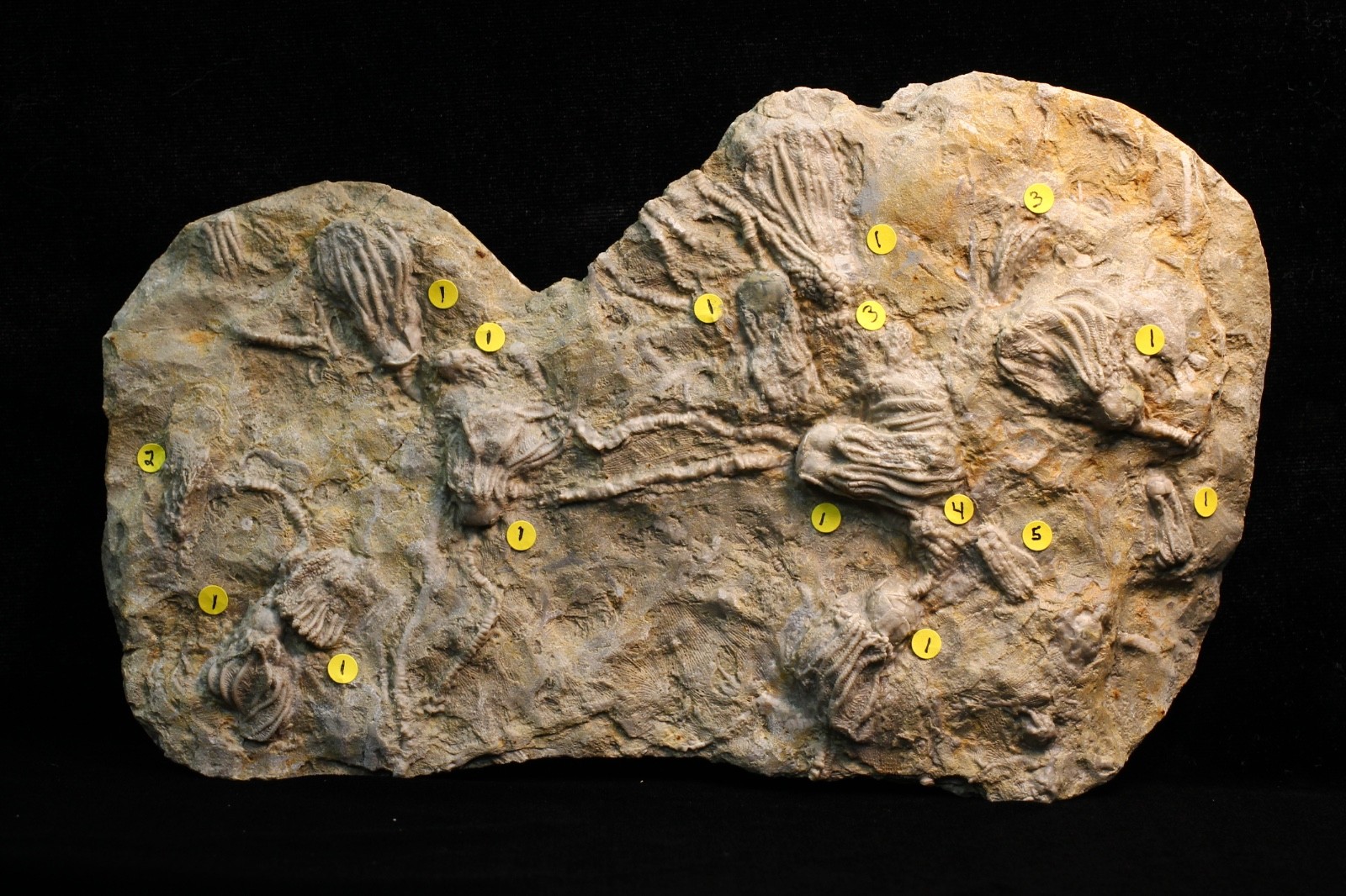 Five Different Crinoid Fossils, Franklin Co., Alabama