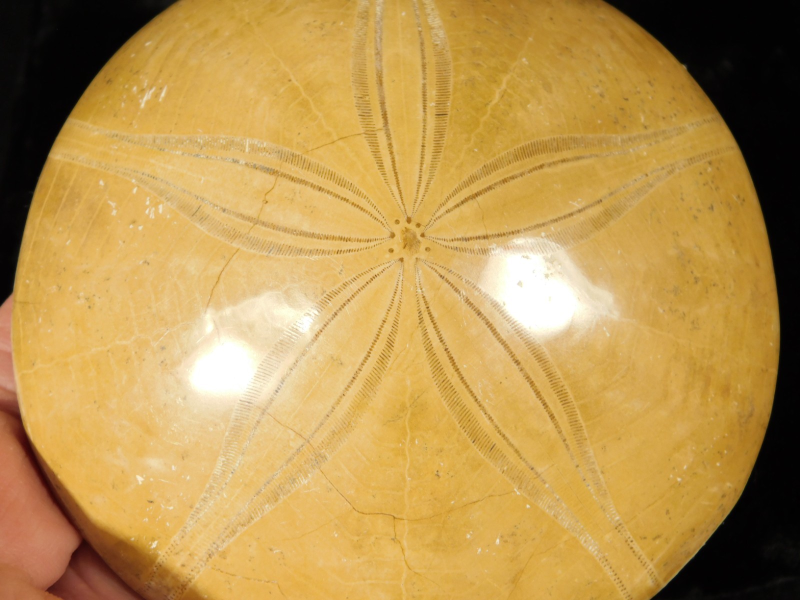 Big! Polished 150 Million Year Old! SAND DOLLAR Fossil Madagascar 200gr