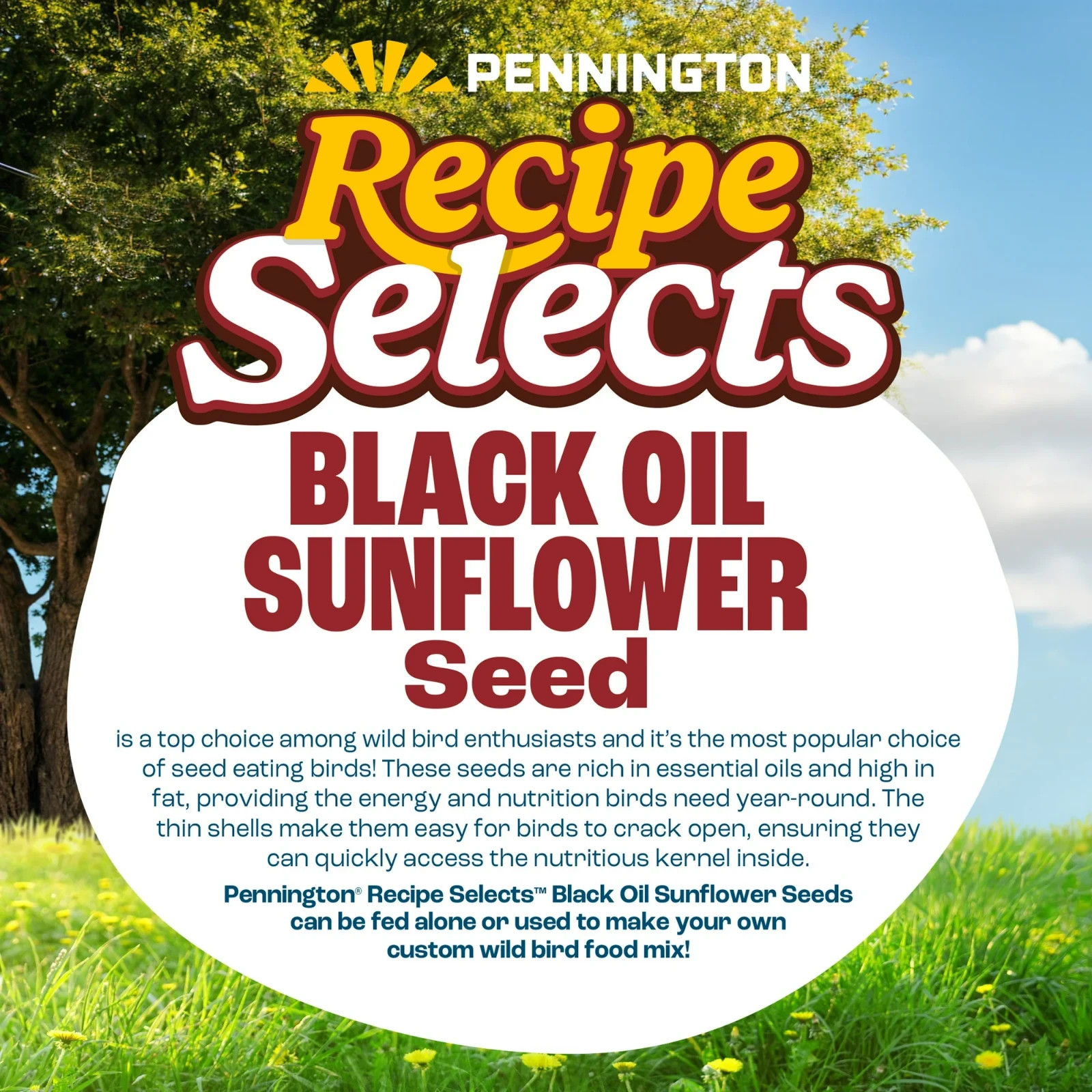 Pennington Select Black Oil Sunflower Seed Wild Bird Dry Feed, 10 lb. New Bag