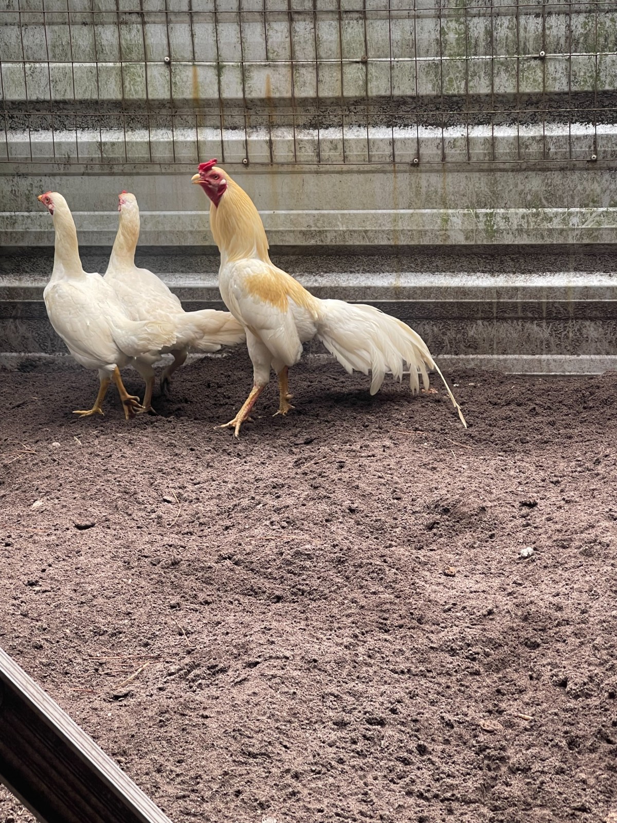 12 ASSORTED WAHL ASIL EGGS