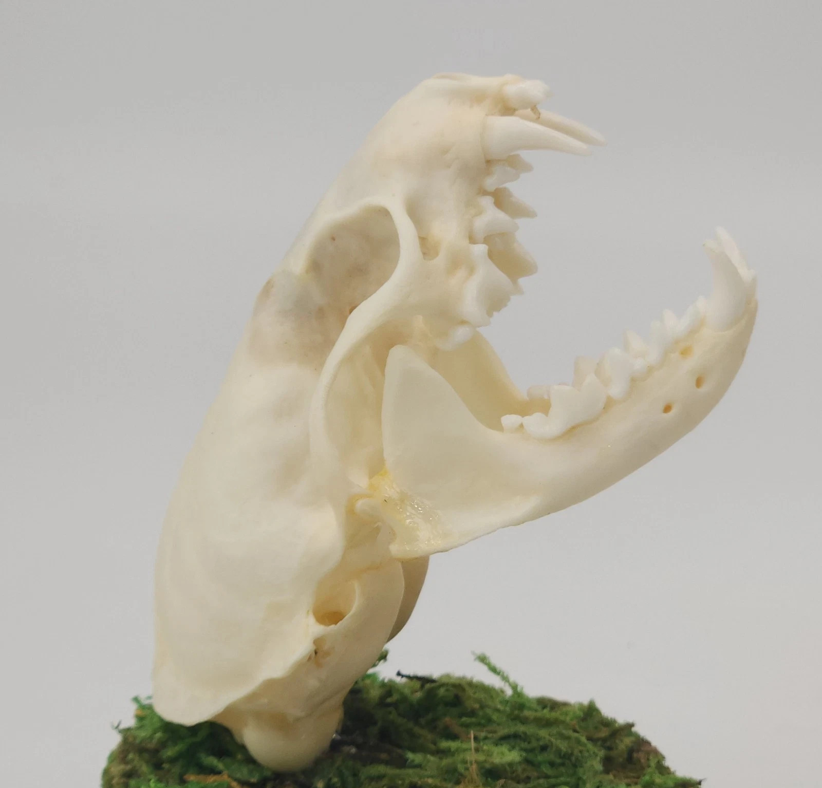 Real Mink Skull Taxidermy Professionally Cleaned Taxidermy Skull