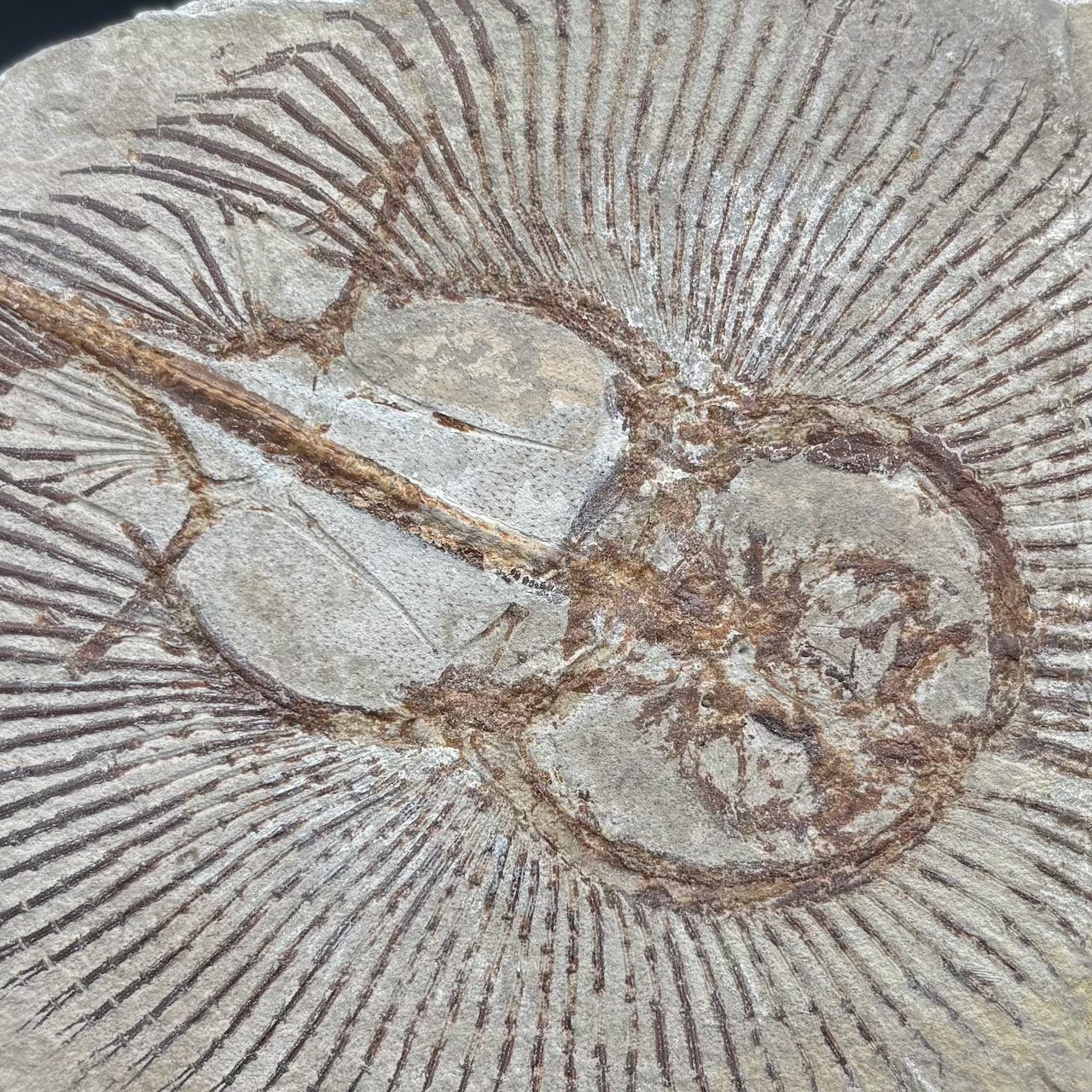 Cyclobatis oligodactylus fossil ray - Late Cretaceous Cenomanian Haqel Lebanon