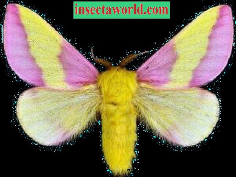 Saturniidae, Dryocampa rubicunda USA  Rosy maple REAL MOTH