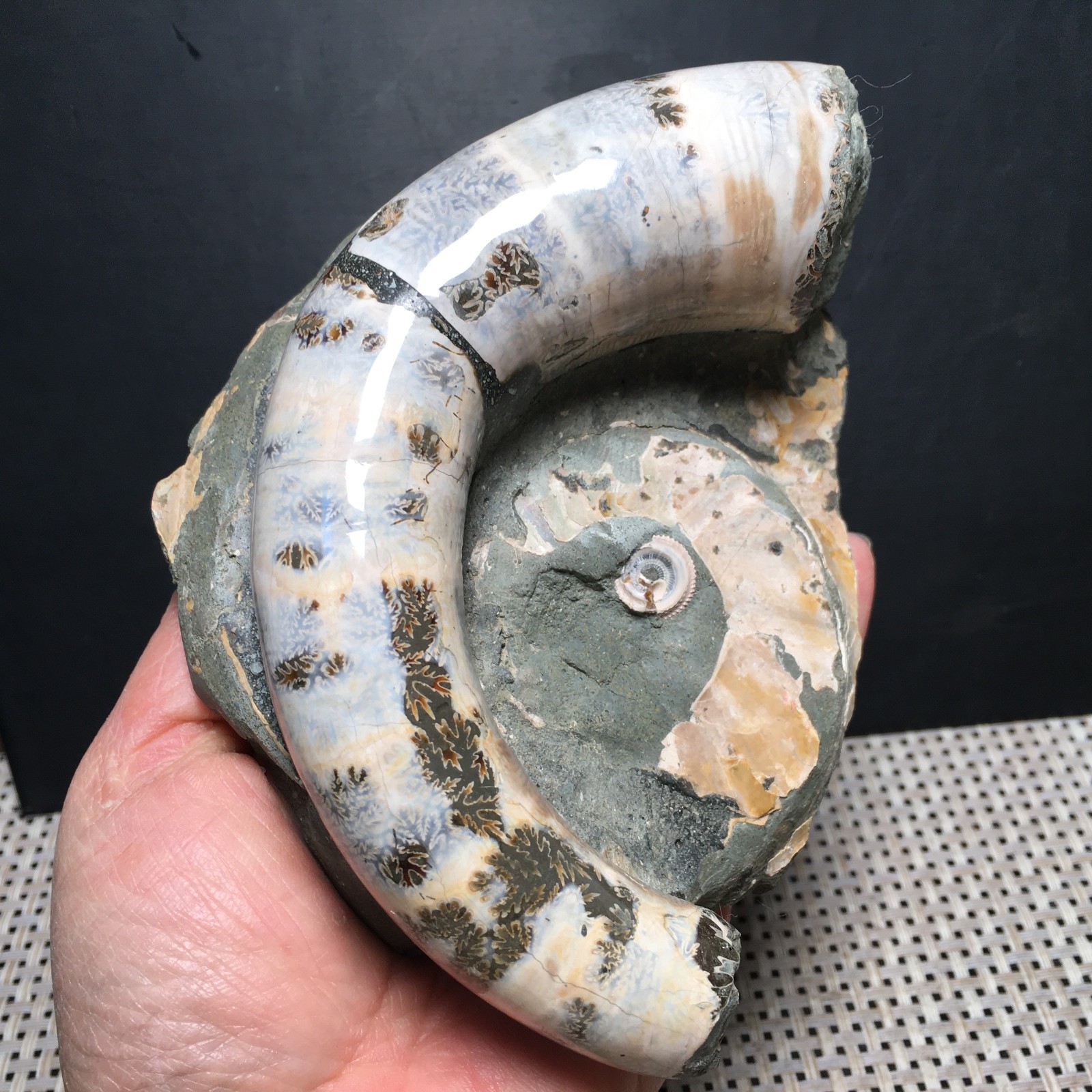 566g natural Carving Home Decoration Specimen Shell Healing md3748