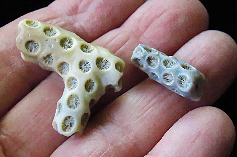 Fossilized Coral- Tarbell astraea, Branch Coral and Gastropod- Neogene Period