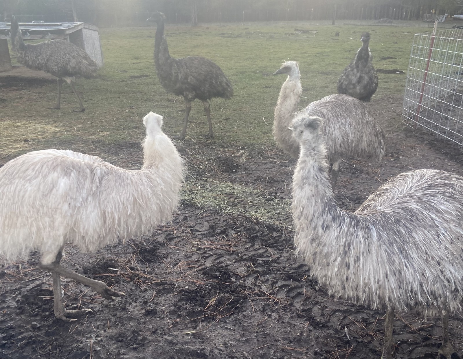 1 EMU Hatching Eggs - Blonde/White/Normal Breeding MOB!