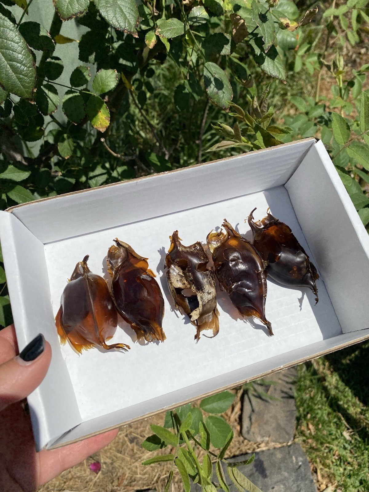 Mermaid Purse Shark Egg Case x5, Skate Shark Egg Case VIC (Lot 1)