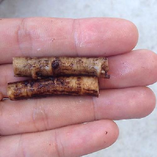 Russian Comfrey Live Root Cuttings - Bocking 14 Cultivar