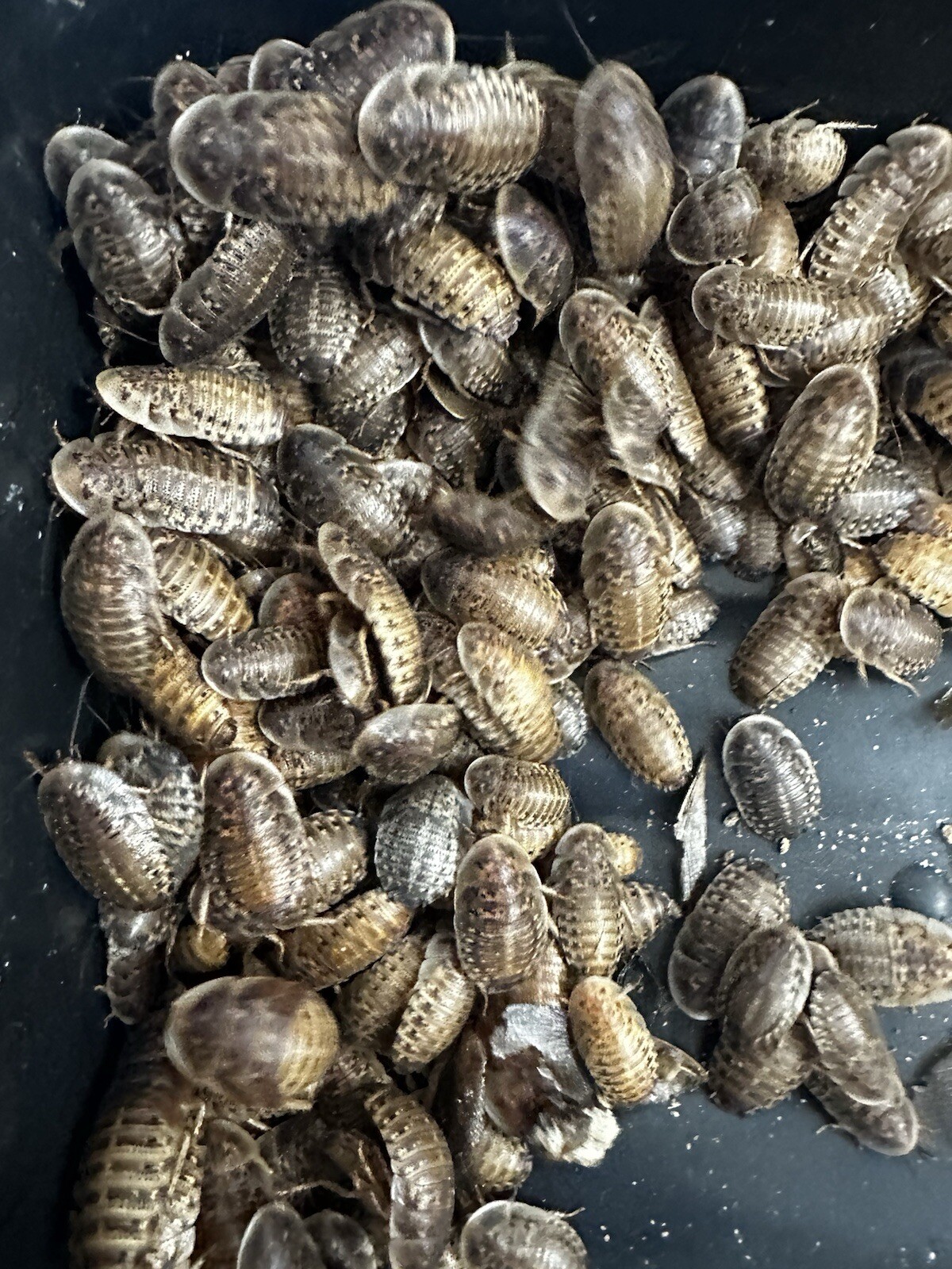 Dubia Roaches - Small, Medium, Large Males - Live Arrival Guaranteed FREE SHIPPI