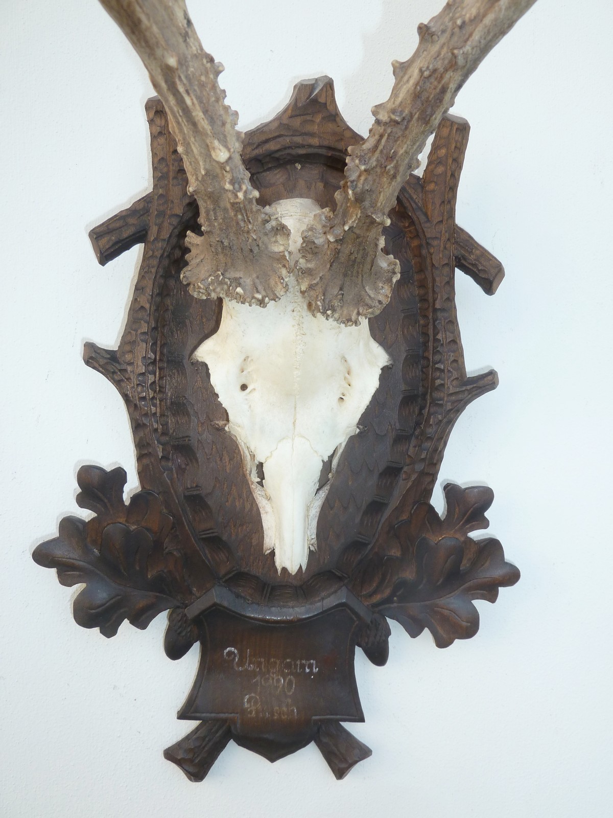 17" HUGE HEAVY ** 1990** DATED SUPERB BLACK FOREST CARVED ROE DEER ANTLERS MOUNT