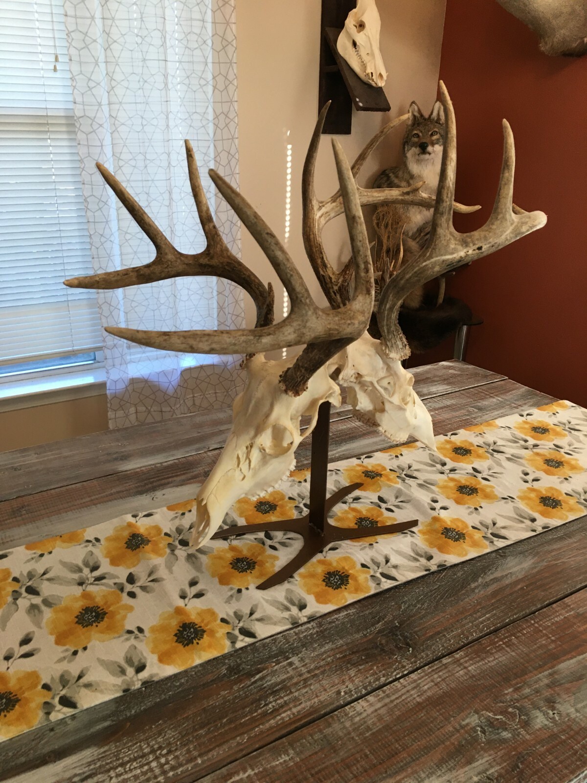 Amazeen Outdoors Double Table Top Mount European Skull Hanger Deer Hook Metal