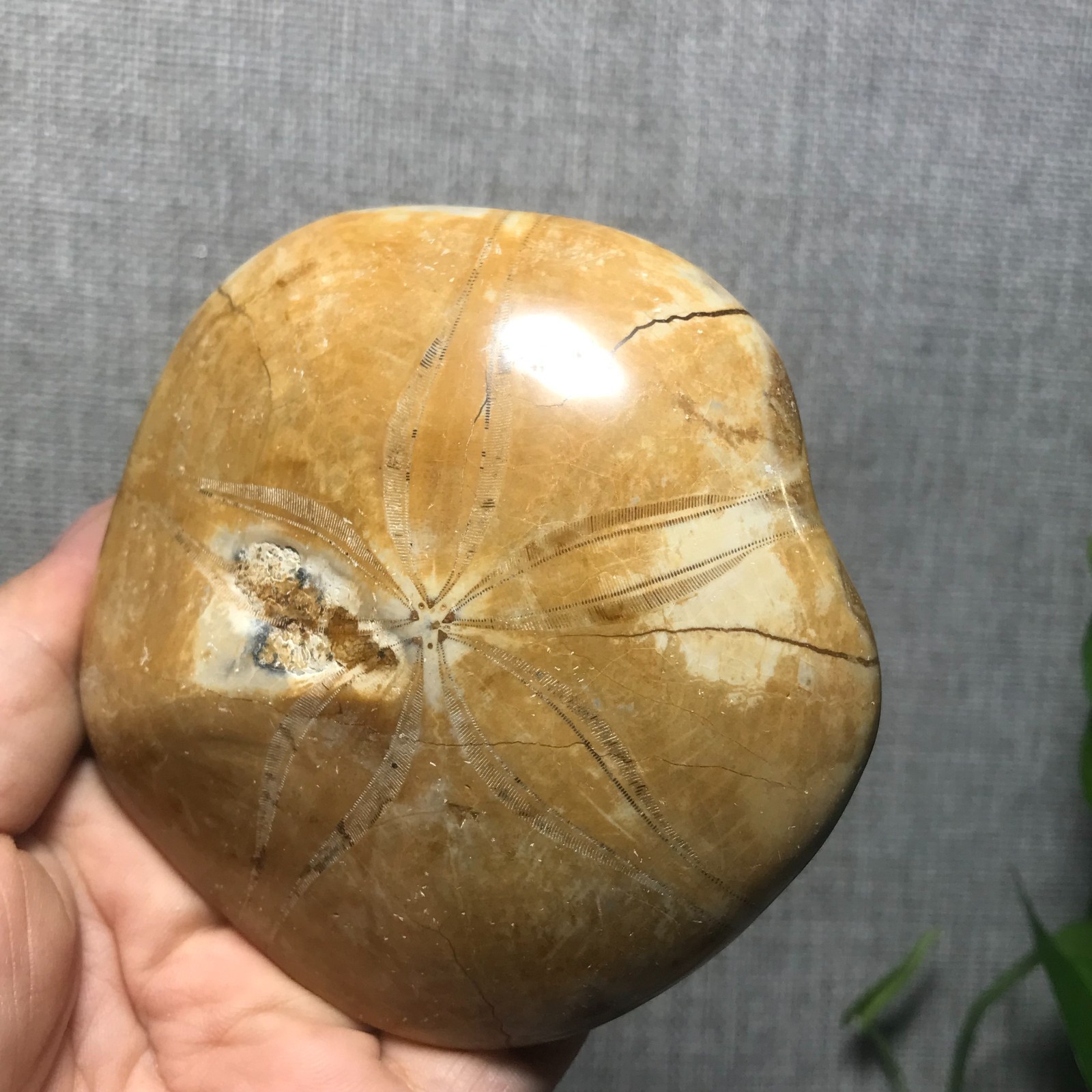 200g Starfish Crystal Specimen 13