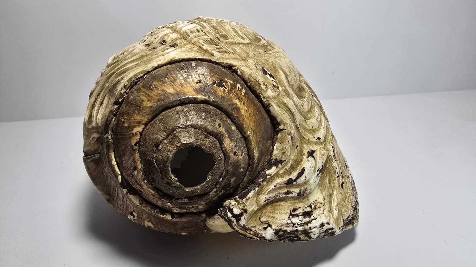 Precolumbian Mayan Snail With Ceremonial Glyph 700 AD 1200 AD