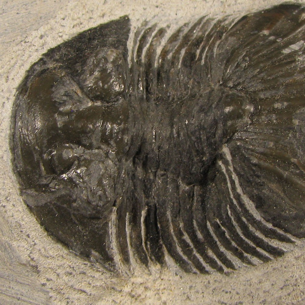 1.5" Scabriscutellum TRILOBITE Fossil on Matrix - Devonian Age - Morocco