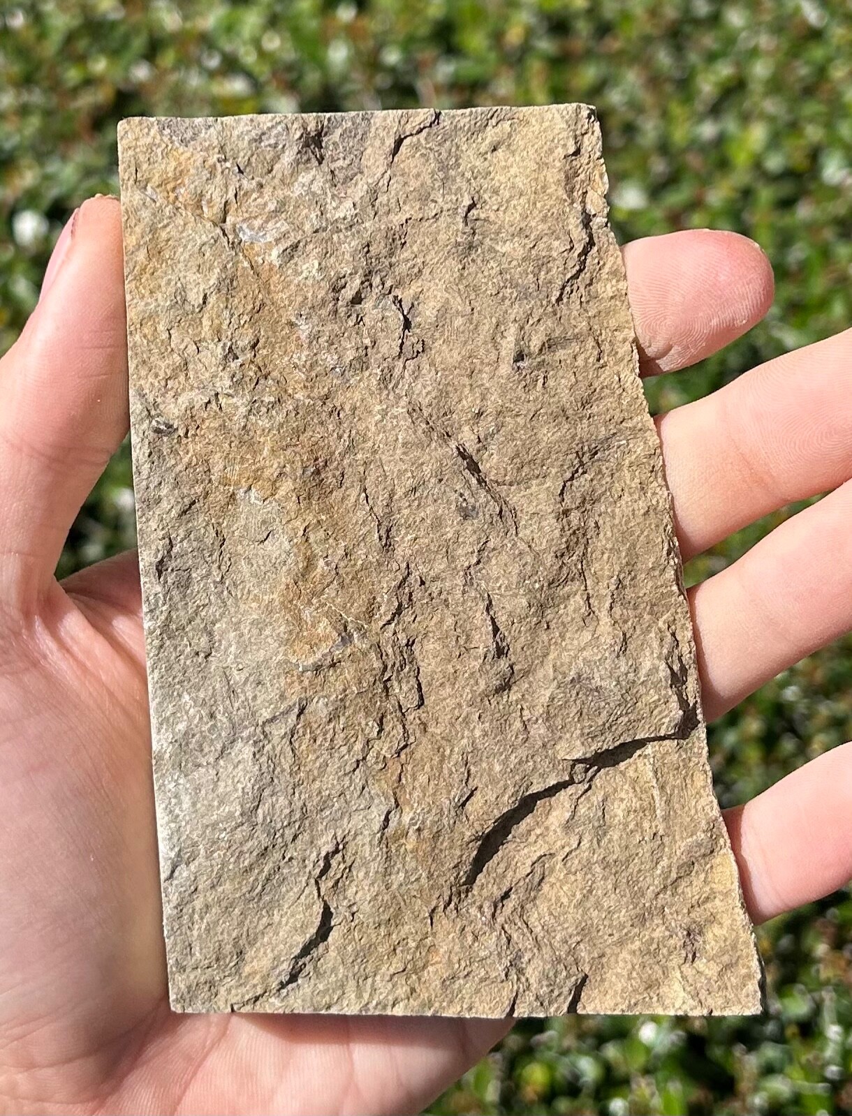 Fossil Crinoid in Matrix Aphelecrinus Alabama Bangor Limestone Formation