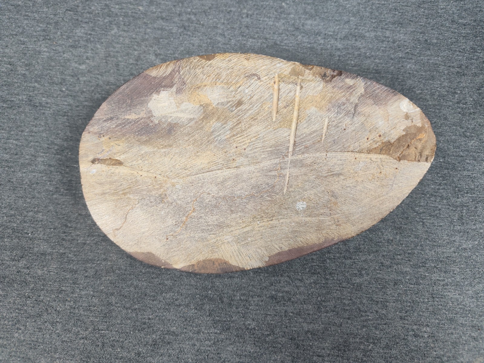 Large 7" Polished Orthoceras Fossil Specimen - Morocco 400MYO Prehistoric Decor