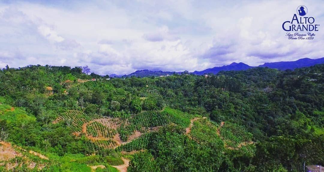 Alto Grande Coffee Super Premium Ground Coffee From Puerto Rico, 8.8 Ounce