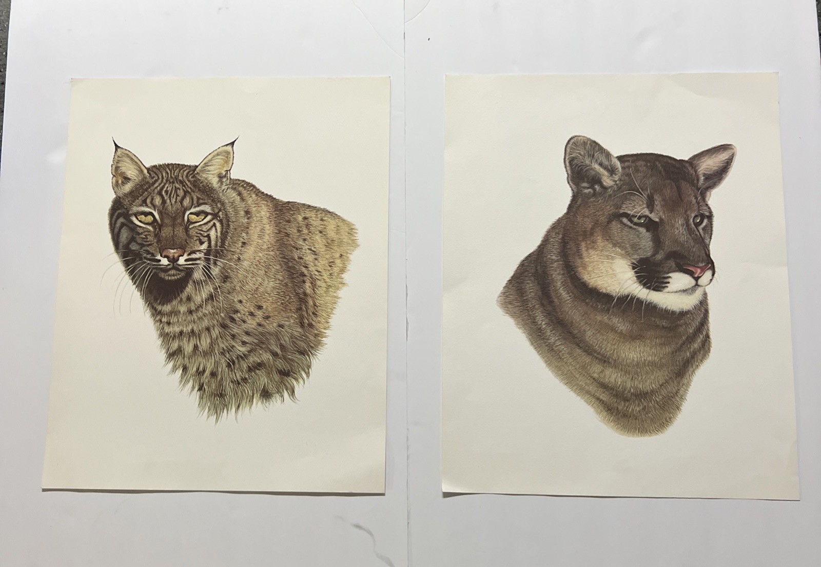 Vintage Lynx Bobcat / Cougar Mountain Lion Art Prints 16 X 20” Unframed Lot Of 2
