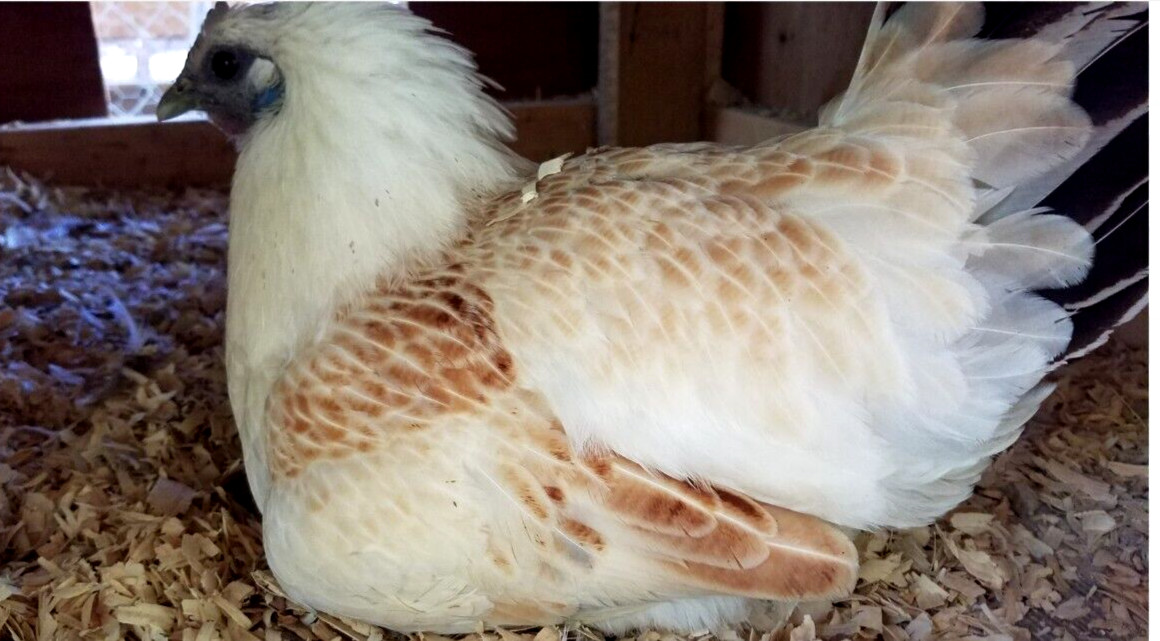 6 NPIP/AI Clean RARE! MOSAIC Chicken Hatching Eggs SHOW QUALITY GRADE A+++