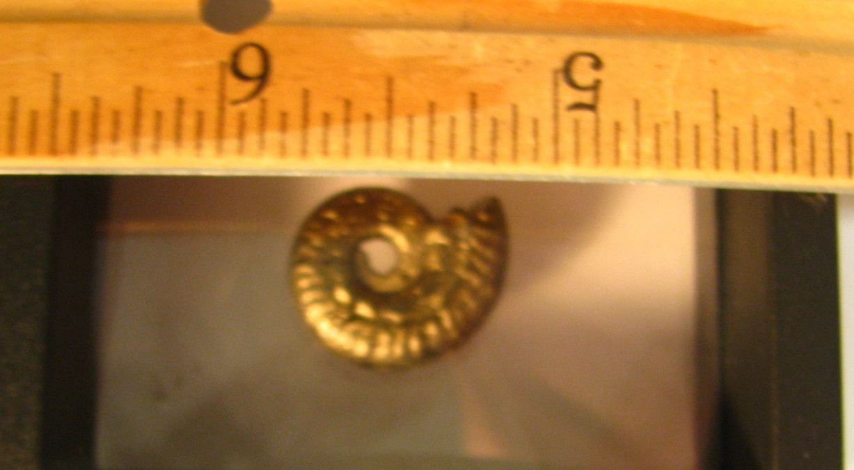 20mm GOLDEN PYRITE AMMONITE FOSSIL THUMBNAIL IN DISPLAY CASE RARE GERMANY #351