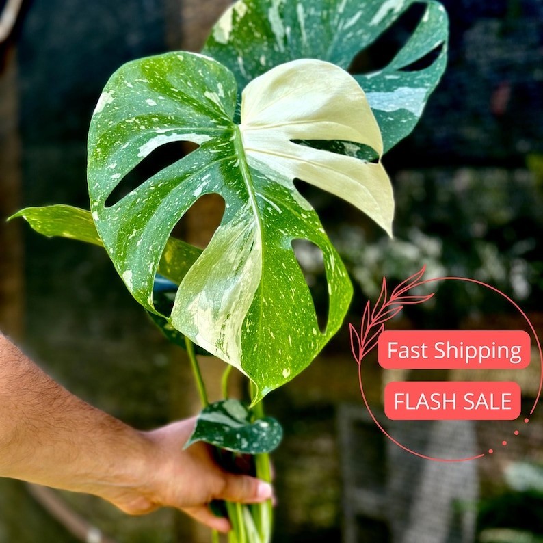 Monstera Thai Constellation House Plants SALE | Variegated Thai Constellation