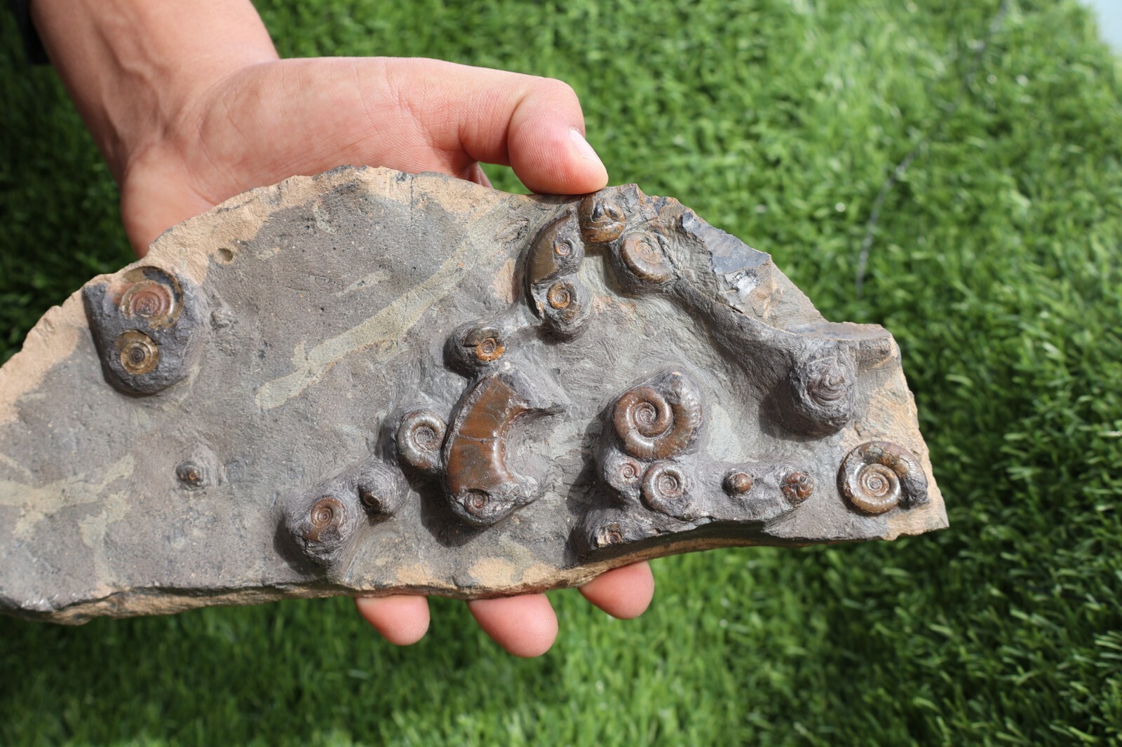 Rare Platyclymenia & Goniatites Fossil Plate – Moroccan Ammonites, Collector Spe