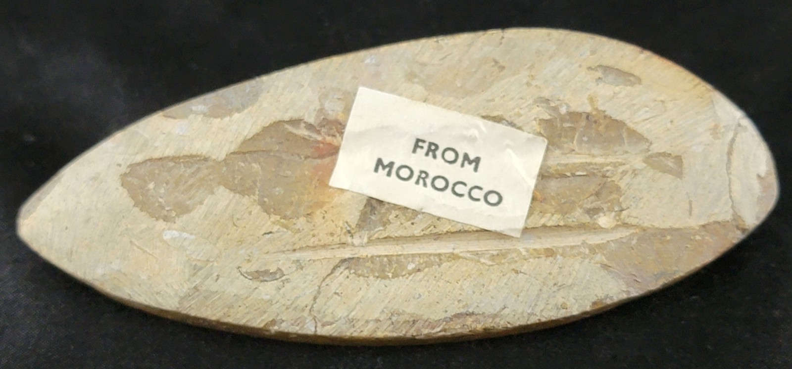 Vintage Ancient Orthoceras Squid Shell Fossil Morocco Approx 3.5" & 4.5" Lot of