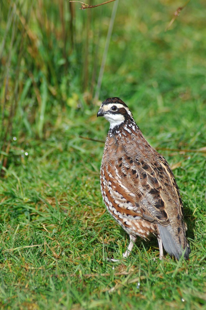 100+ Northern Bobwhite Quail Fertile Hatching Eggs! NPIP Cert - FREE SHIPPING