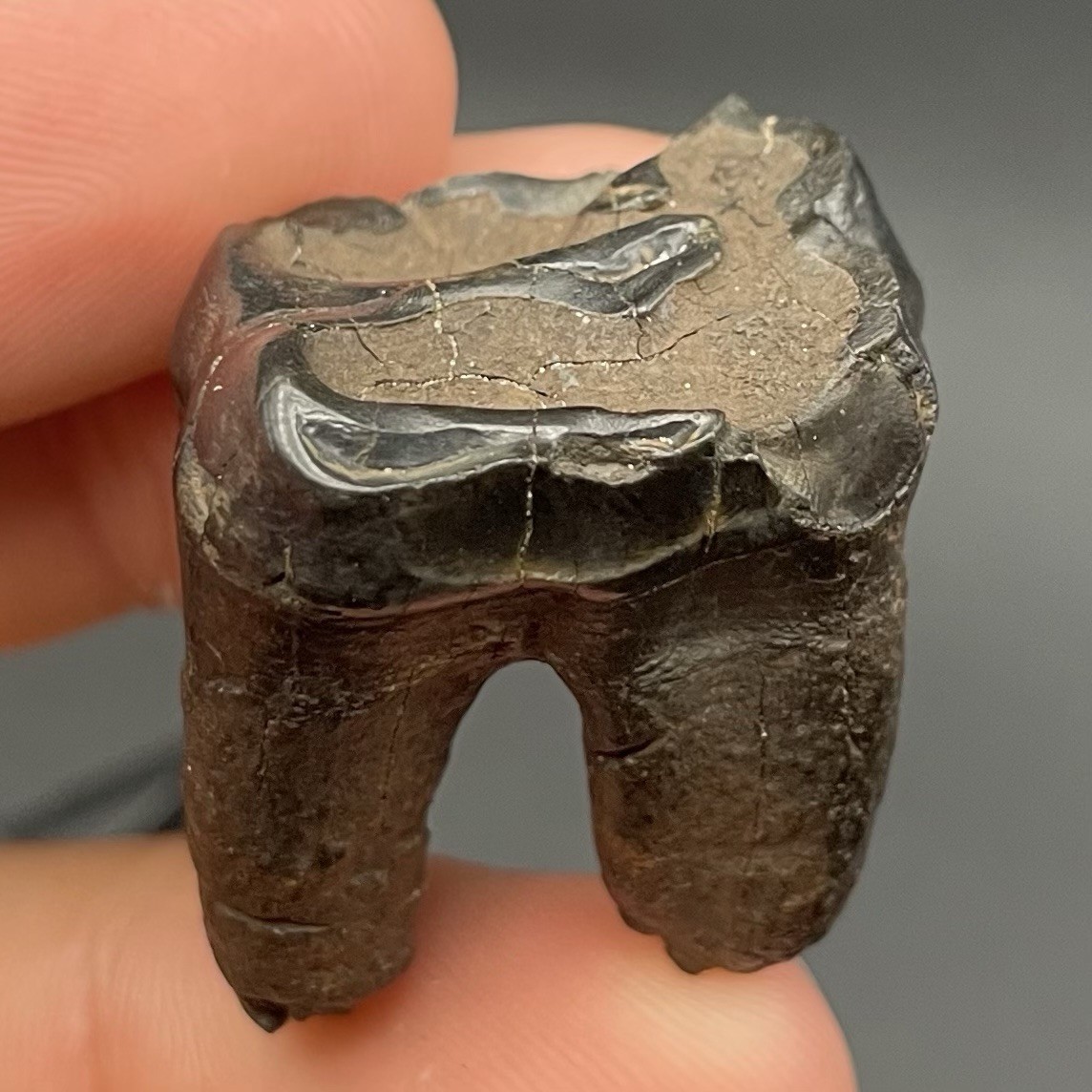 Tapir Tooth Pleistocene Age Mammal Fossil Peace River Florida Ice Age Molar