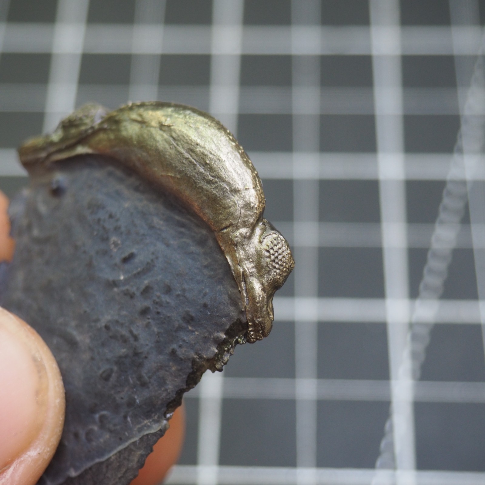 Chotecops ferdinandi Pyrite Trilobite Bundenbach Germany Fossil Devonian