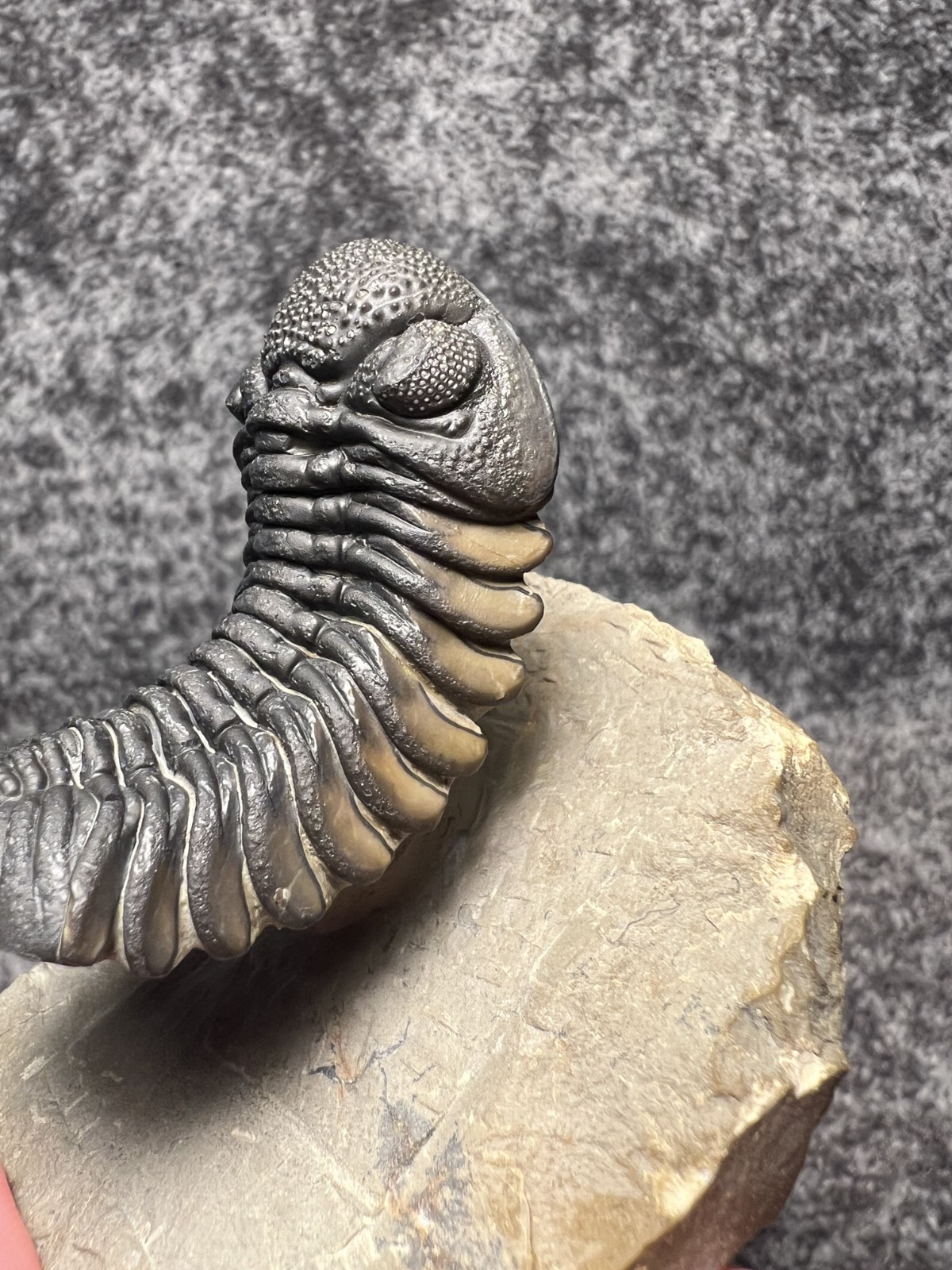 Exceptional Moroccops sp. Trilobite Fossil – Stunning Flying Preparation