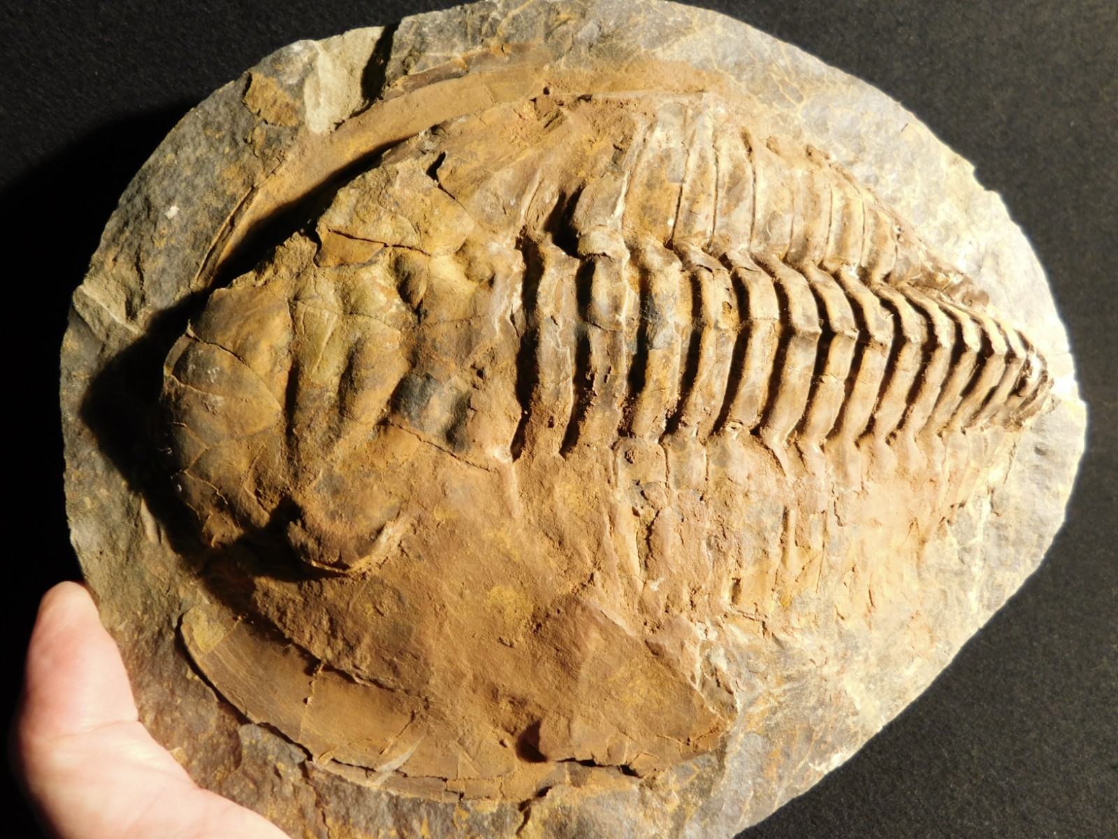 HUGE! 530 Million Year OLD! Andalusiana Trilobite Fossil Anif Morocco 3933gr