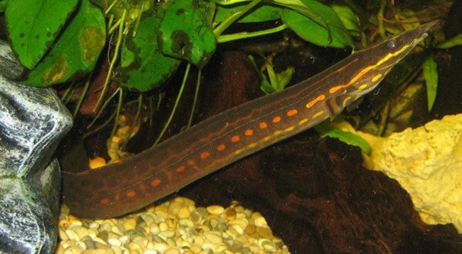 Fire Eel-4–5” – Live Freshwater Aquarium Fish for Large Tanks and Hobbyists