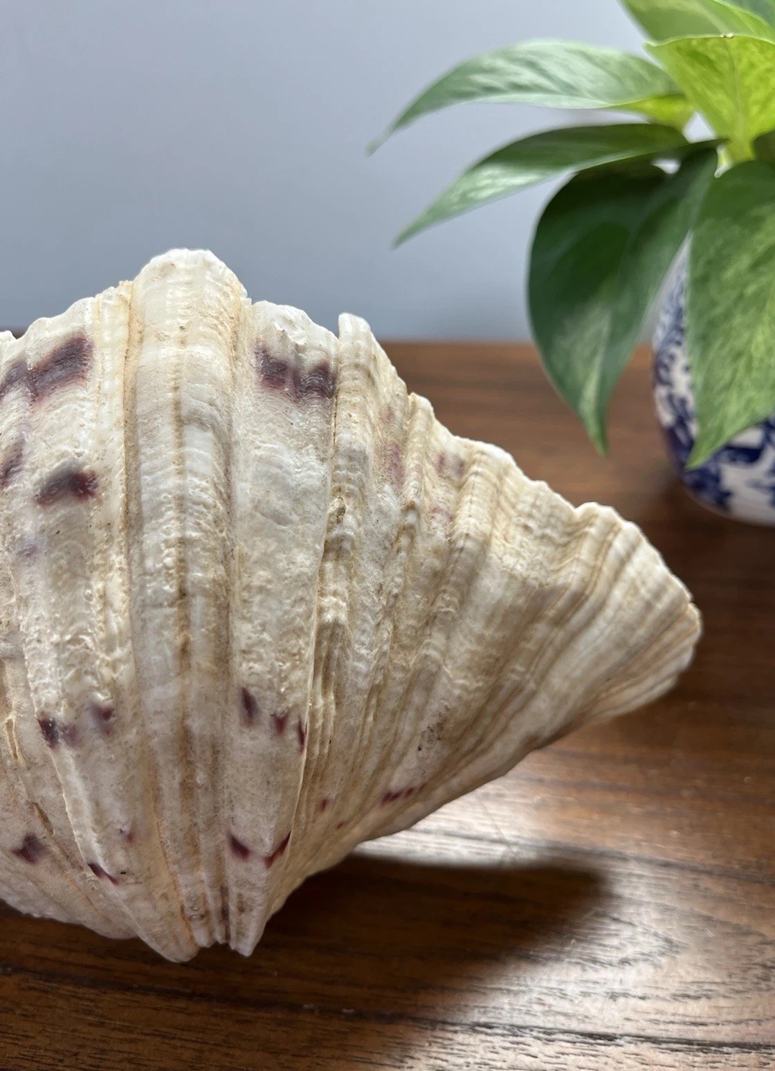 Bear Paw Clam Shell Half 7” X 5” Natural Nautical Beach Decor Real Coastal