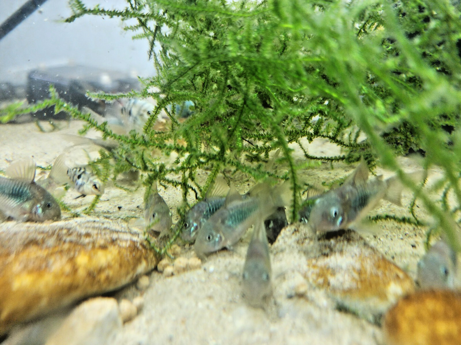 Group of Green Emerald Corydoras free 2 day shiping