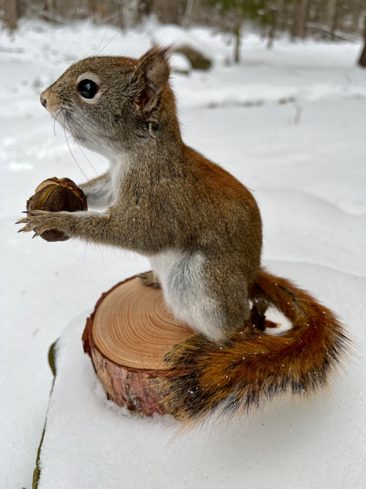 Red Squirrel Taxidermy, Squirrel Taxidermy, Pine Squirrel, Adirondacks, Gift!