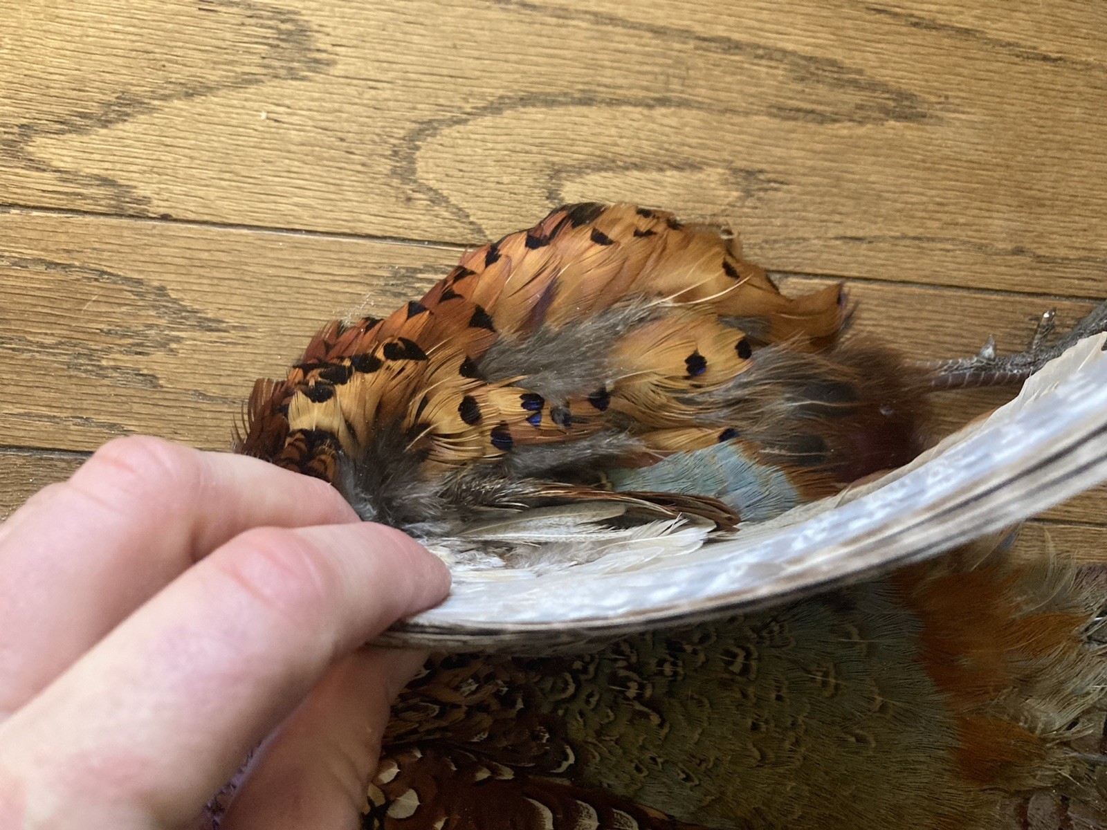 Rooster RINGNECK PHEASANT Full SKIN 2 Wings Tail Feathers Wall Art Man Cave